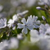 三島さん家の芝桜