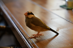 ふくろうカフェにて文鳥と戯れる