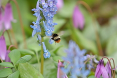 せっせと蜜集め