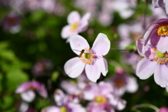 せっせと蜜集め