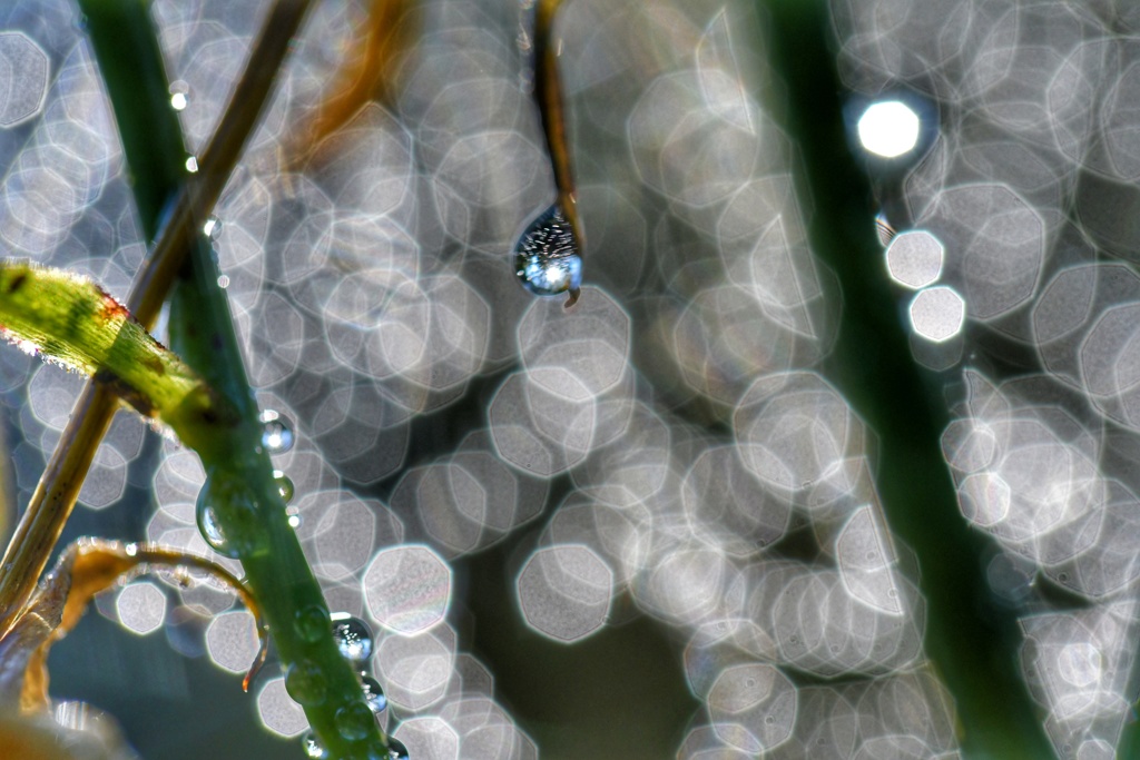 燦々と降り注ぐ玉ボケ