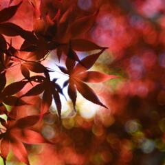 オールドレンズで春紅葉