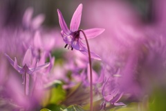 カタクリ群生地