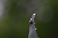 朝露に濡れて