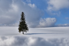 クリスマスツリーの木