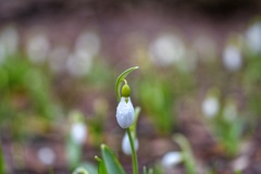 雨に打たれるスノードロップ