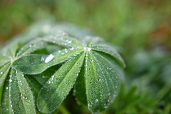 紅葉の中に１つの緑