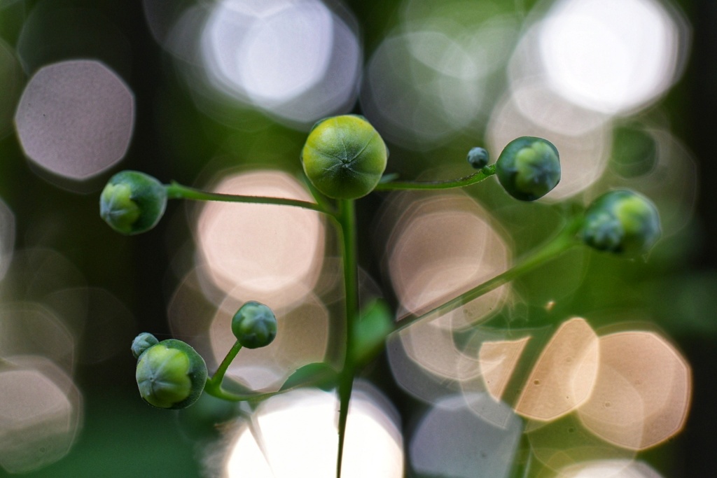 公園内の元気玉