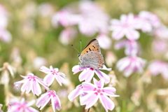 連日の陽気に誘われて♪