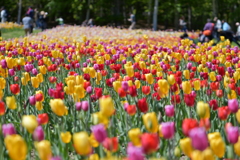 カラフルな絨毯