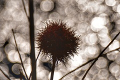 晩秋の置き土産