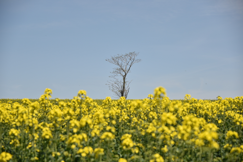 江部乙地区の菜の花