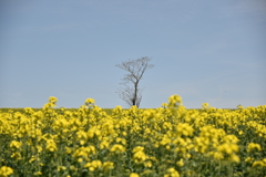 江部乙地区の菜の花