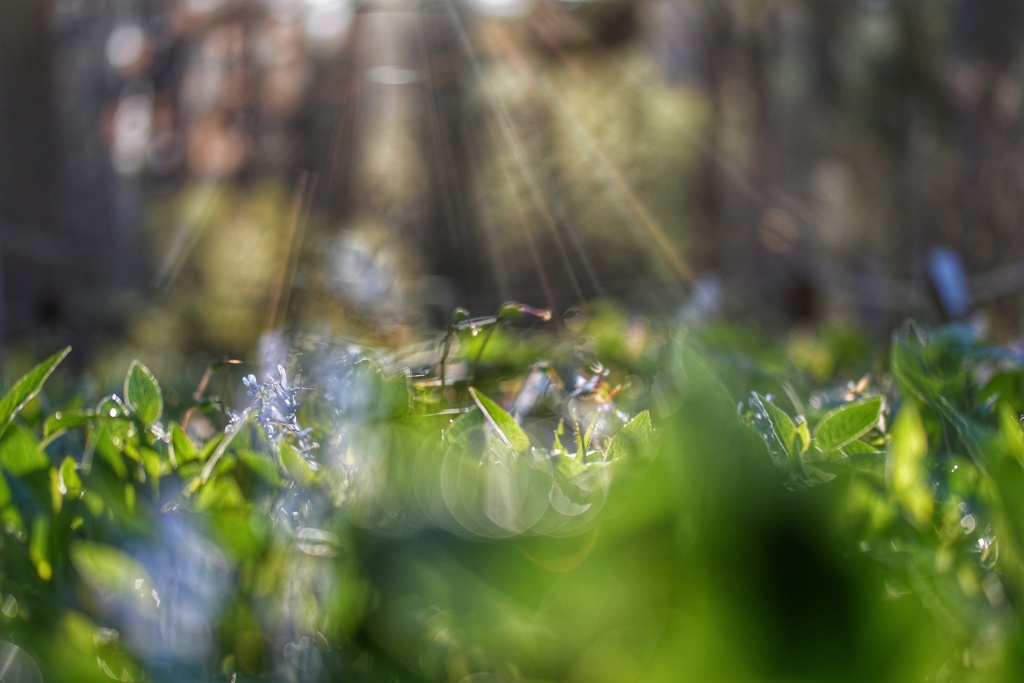 心地よい木漏れ日