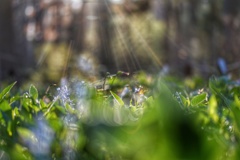 心地よい木漏れ日