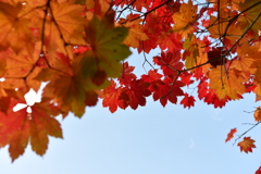 平野部にも紅葉の足音