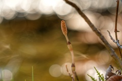 光のベールを身にまとう