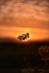 上富良野町は深山峠より
