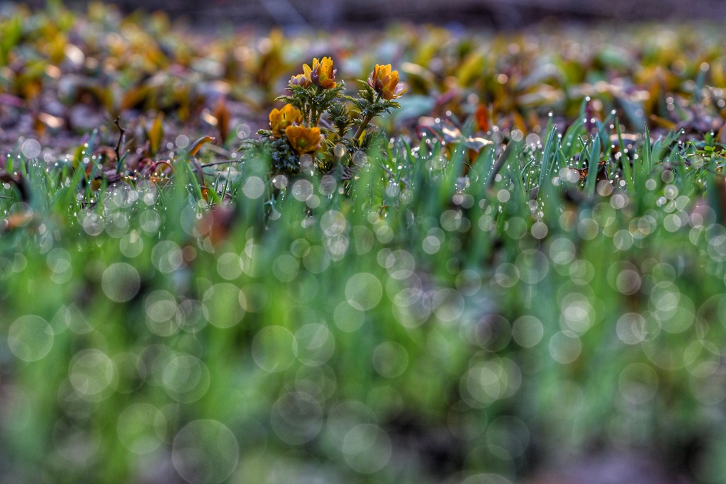 福寿草ボケーション