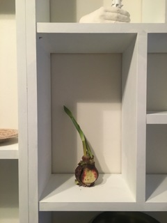 水のいらない球根