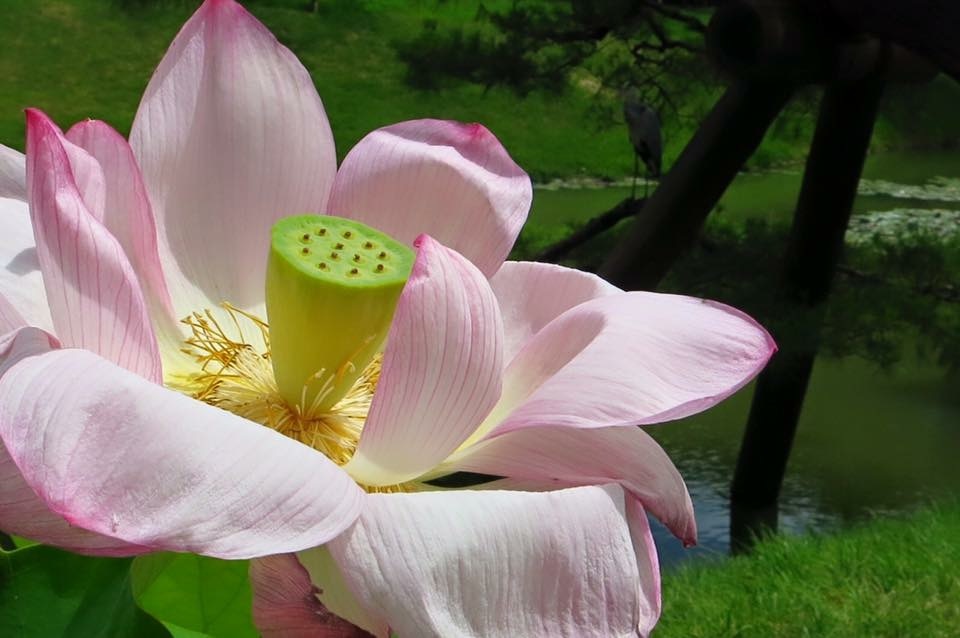 平等院の蓮の花