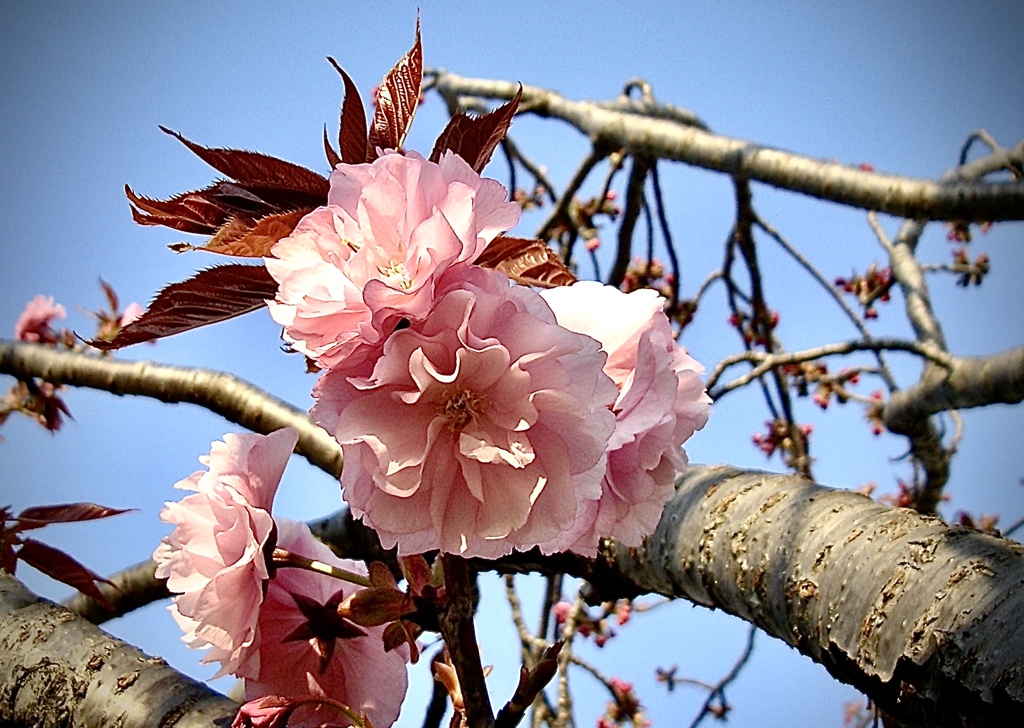 八重桜にバトンタッチ