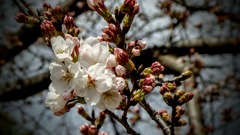 南円堂の桜　開花