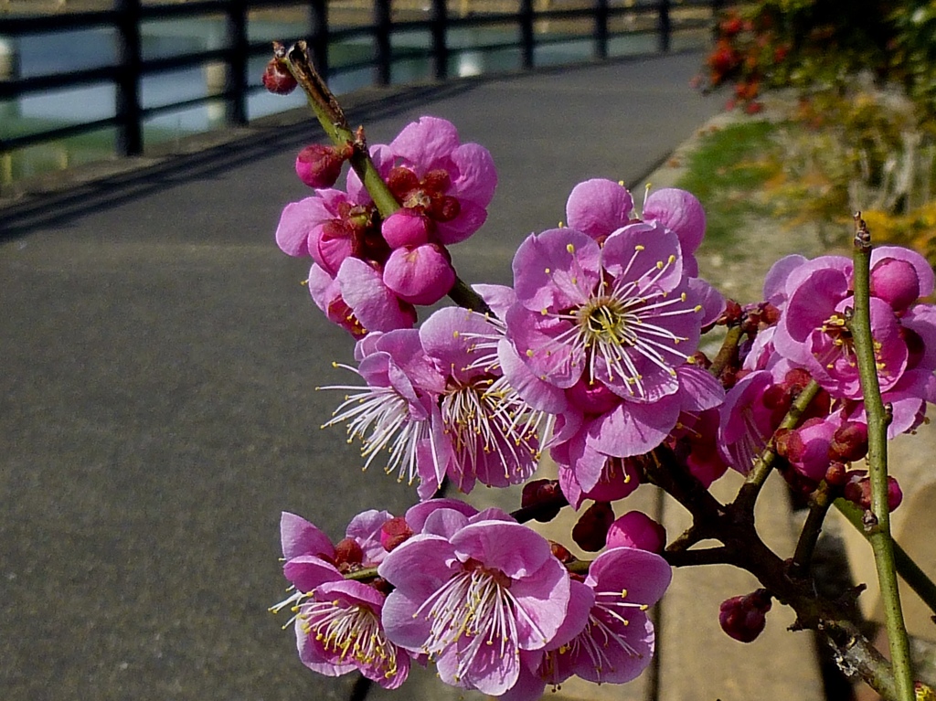 やっときた 春の便り