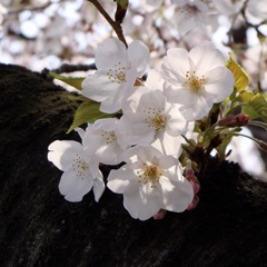 桜宮　大川　人の数より桜の木が多いのは初めて