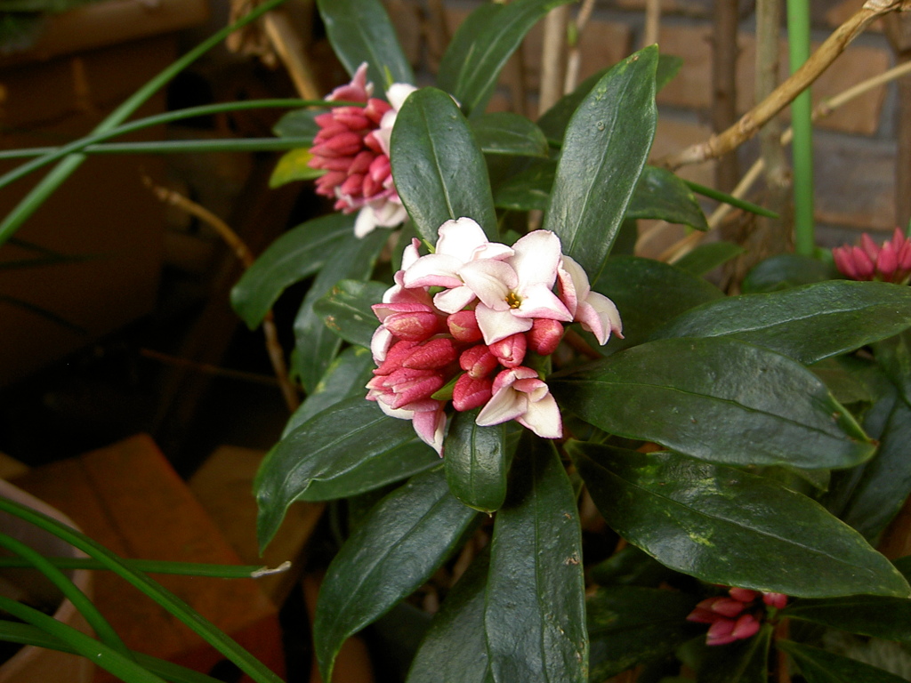 春の花先発開花　コニカバージョン