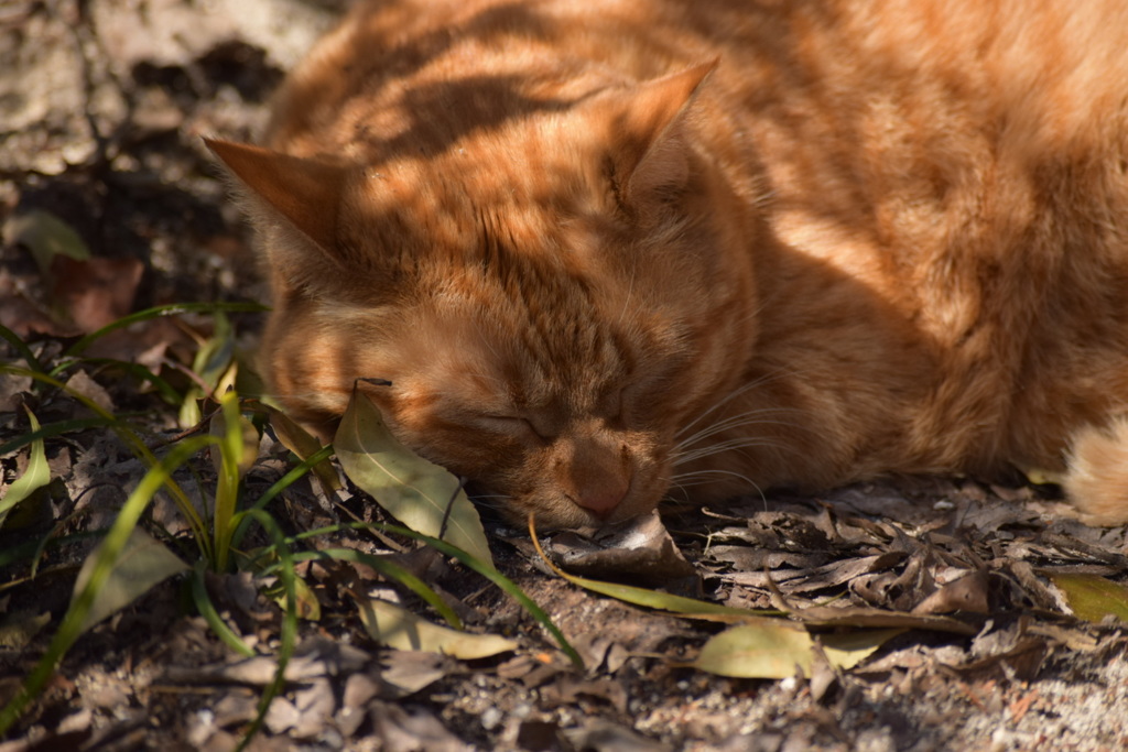 日向ぼっこにゃんこ