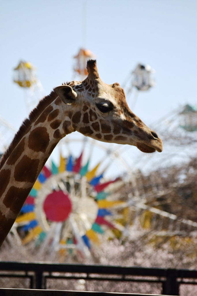 観覧車とキリン