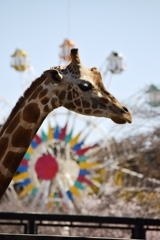 観覧車とキリン