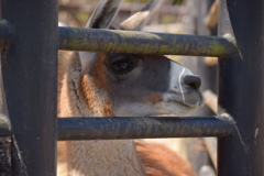 馬かと思った？