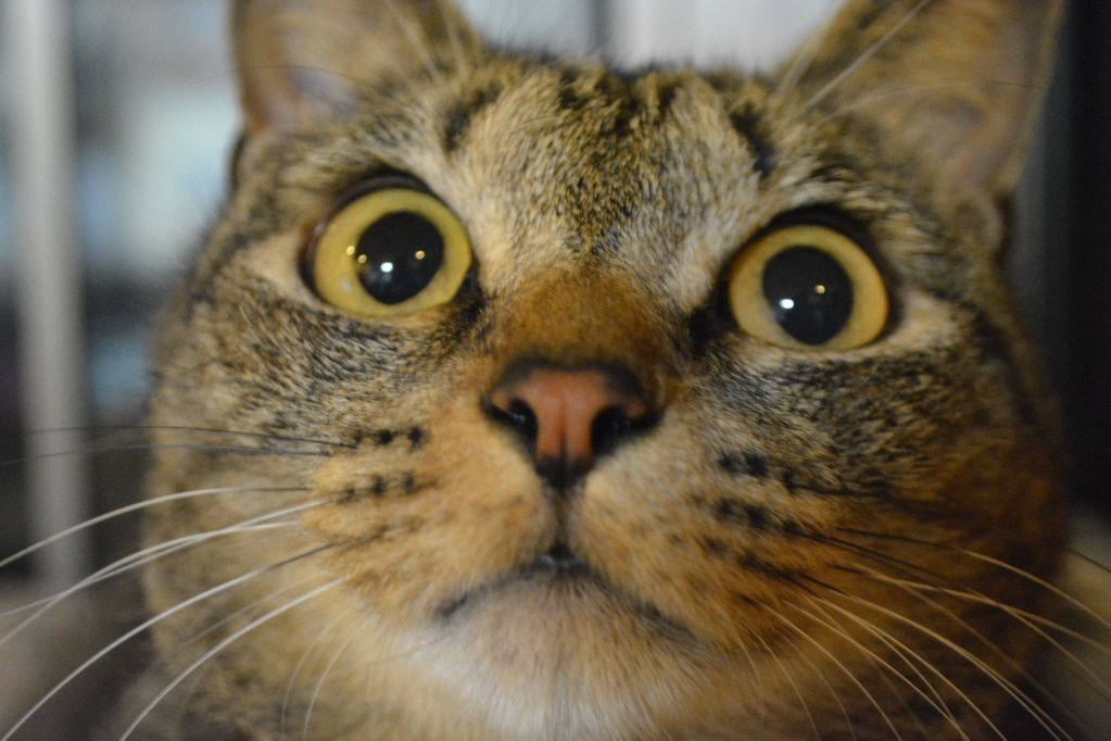 カワウソ？いいえ、猫です。