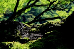 雨後晴れ