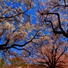 東京の公園18