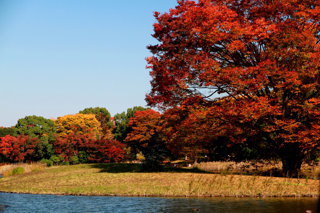 東京の公園5