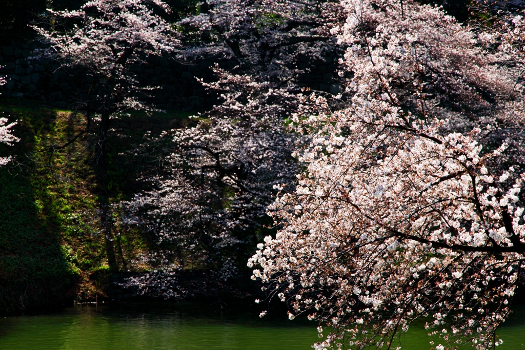 東京の公園16