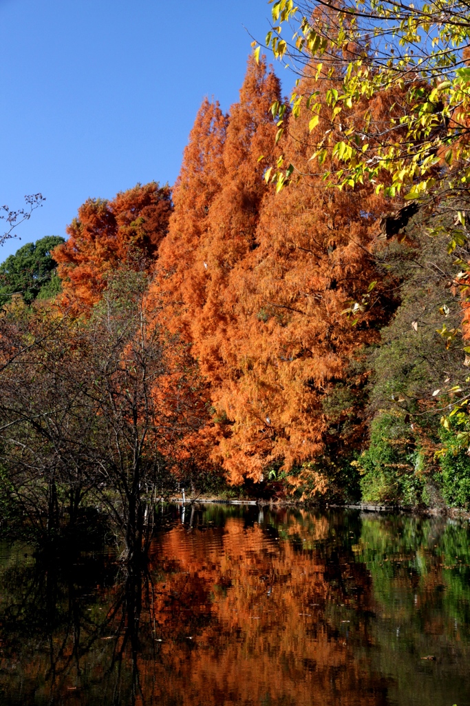 東京の公園7