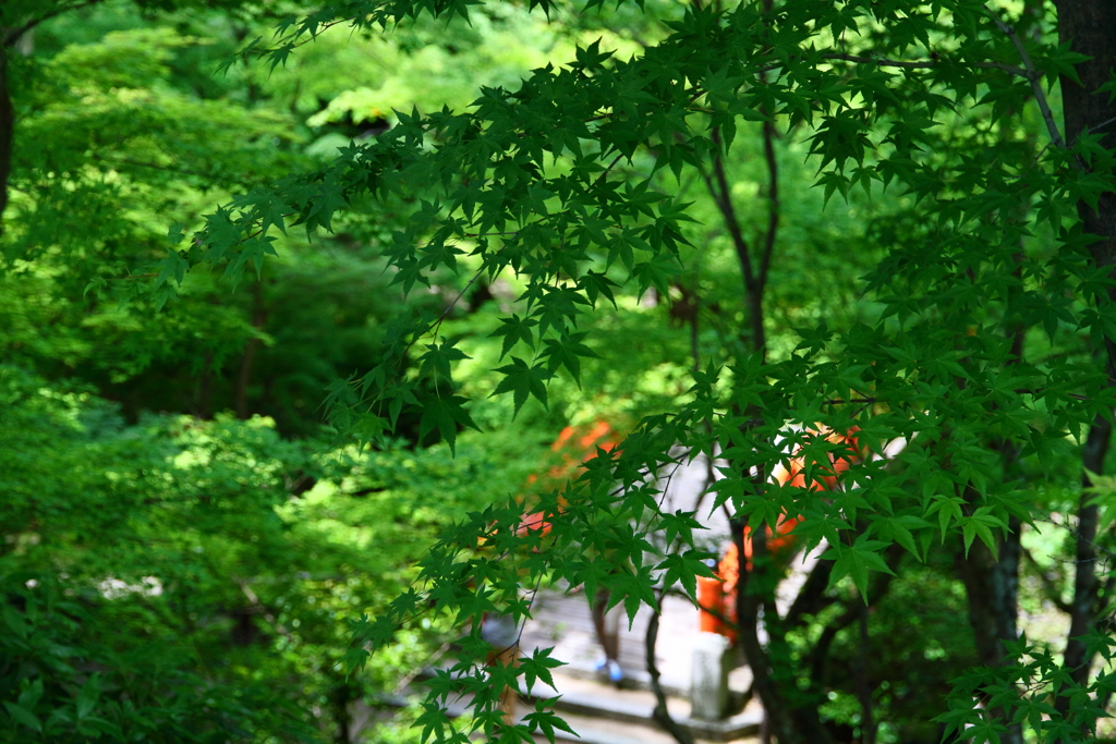 京都の寺社７