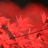 東京の公園6