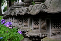 紫陽花の寺