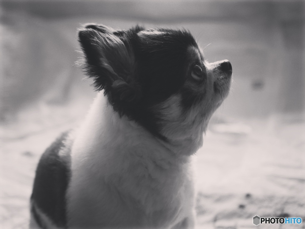 どこを見つめているのでしょう・・・