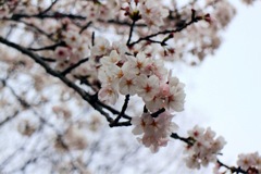 いつかの桜