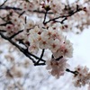 いつかの桜