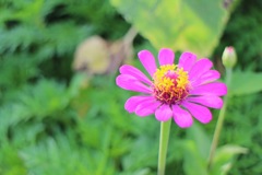 小さな花