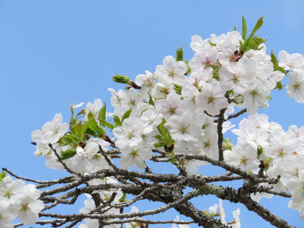 桜