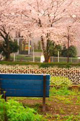 春雨の中