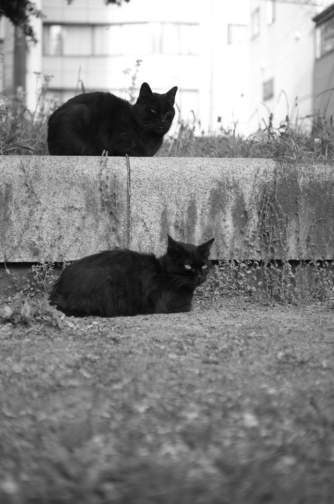 黒猫姉妹？